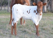 Twc as High x BR Mr. Right