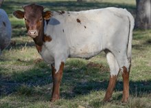 Twc the Price x BR Mr. Right