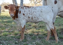 Dbl-K Twc Faith x BR Mr Right 523