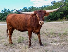 RIGHT CAROLINA DREAM ON