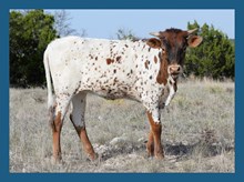 Twice as High x Mr. Right heifer